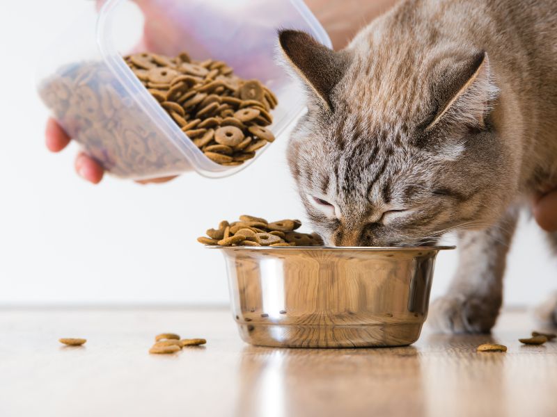 Quanto custa ter um pet alimentação
